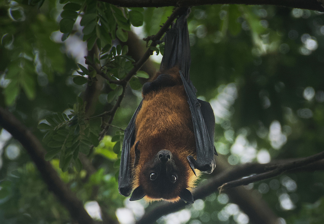 The Fruit Bat Project